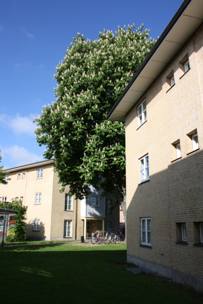 Duebrødre Kollegiet